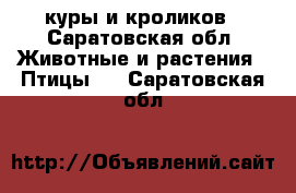 куры и кроликов - Саратовская обл. Животные и растения » Птицы   . Саратовская обл.